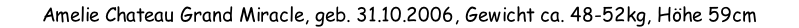 Amelie Chateau Grand Miracle, geb. 31.10.2006, Gewicht ca. 48-52kg, Höhe 59cm